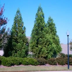 Cryptomeria Radicans -Lanscapes Store Cryptomeria Radicans 2