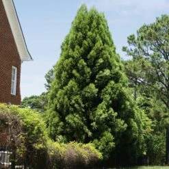 Cryptomeria Radicans -Lanscapes Store Cryptomeria Radicans 5
