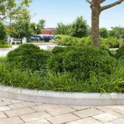 Cryptomeria 'Globosa Nana' Shrub 13 Cryptomeria 'Globosa Nana' Shrub -Lanscapes Store Cryptomeria Radicans 5 1b1b9abd 7f86 4bef bc80 cb1e72effa46