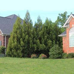 Cryptomeria Radicans -Lanscapes Store Cryptomeria Radicans 6