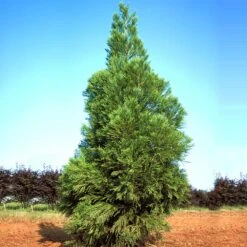 Yoshino Japanese Cedar -Lanscapes Store Cryptomeria Yoshino 1