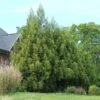 Yoshino Japanese Cedar 2 Yoshino Japanese Cedar -Lanscapes Store Cryptomeria Yoshino FGT 600x600 f6fd6716 bc05 496c 9aa4 eb10a2750c8f