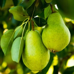 5-in-1 Pear Surprise Tree -Lanscapes Store DAnjou Pear 2FGT 73383108 937f 4acd a537 a189c0e02da1