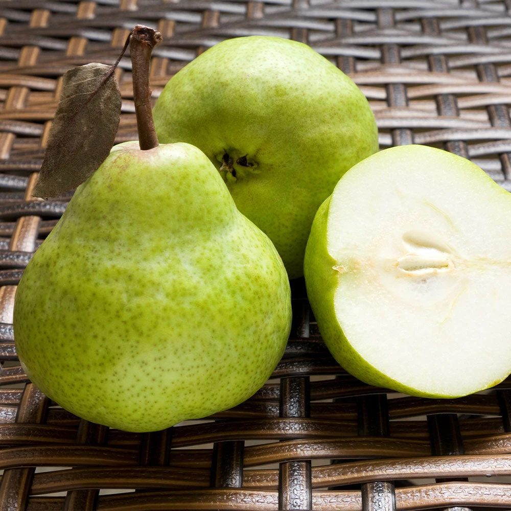 D'Anjou Pear Tree 5 D'Anjou Pear Tree - Image 3