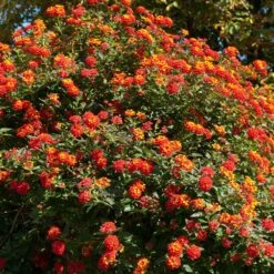 Dallas Red Lantana -Lanscapes Store Dallas Red lantana 2