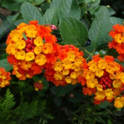 Dallas Red Lantana -Lanscapes Store Dallas Red lantana 4