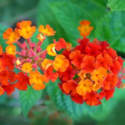 Dallas Red Lantana -Lanscapes Store Dallas Red lantana 7 FGTjpg