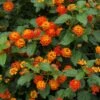Dallas Red Lantana -Lanscapes Store Dallas Red lantana FGT 600x600 9259de82 fa99 437e 9033 05b9b734c26f