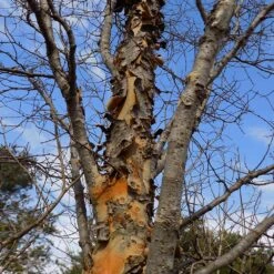 DannaSpire Columnar Elm Tree -Lanscapes Store Danaspire Elm 1