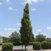 DannaSpire Columnar Elm Tree 1 DannaSpire Columnar Elm Tree -Lanscapes Store Danaspire Elm 600x600 4961af7f dea7 40b3 82eb c3bc4c66c411