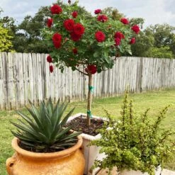 Dancing In The Dark™ Rose Tree -Lanscapes Store Dancing in the Dark 2