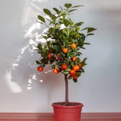 Dancy Tangerine Tree -Lanscapes Store Dancy Tangerine 2 FGT