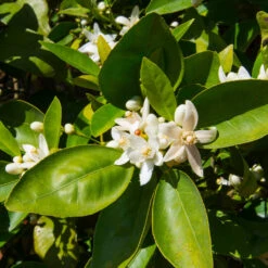 Dancy Tangerine Tree -Lanscapes Store Dancy Tangerine 7