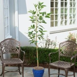 Condo™ Avocado Tree -Lanscapes Store Day Condo Avocado 1