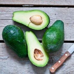 Condo™ Avocado Tree -Lanscapes Store Day Condo Avocado 5 FGT