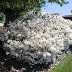 Delaware Valley White Azalea 11 Delaware Valley White Azalea -Lanscapes Store Delaware Valley Azalea FGT 3