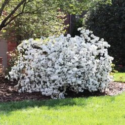 Delaware Valley White Azalea 9 Delaware Valley White Azalea -Lanscapes Store Delaware Valley Azalea FGT 4