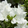 Delaware Valley White Azalea -Lanscapes Store Delaware Valley Azalea FGT 600x600 00619668 24d4 47d2 8325 74071c92d4ae