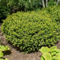 Dense Spreading Yew 8 Dense Spreading Yew -Lanscapes Store Dense spreading yew 1