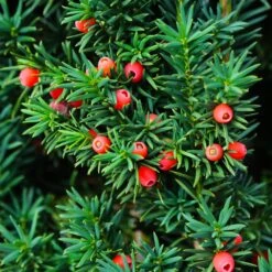 Dense Spreading Yew 9 Dense Spreading Yew -Lanscapes Store Dense spreading yew 3 FGT
