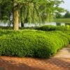 Dense Spreading Yew -Lanscapes Store Dense spreading yew FGT 600x600 e957b545 421a 44cc 9fc5 5adabf8987c3