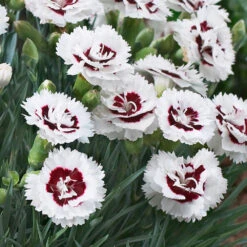 Scent First® Coconut Surprise Dianthus Plant 7 Scent First® Coconut Surprise Dianthus Plant -Lanscapes Store Dianthus Coconut Sundae 2