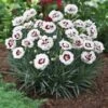 Scent First® Coconut Surprise Dianthus Plant -Lanscapes Store Dianthus Coconut Sundae 600x600 679d5d3b aeda 4592 91e4 40be032a721d