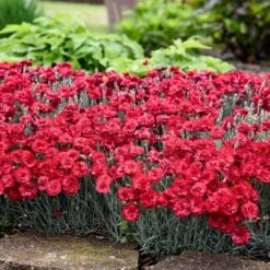 Fruit Punch® ‘Maraschino’ Dianthus -Lanscapes Store Dianthus Fruit Punch 2