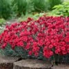 Fruit Punch® ‘Maraschino’ Dianthus -Lanscapes Store Dianthus Fruit Punch FGT 600x600 7209b3d8 fa7d 4d44 942e 58cf5af7ee41