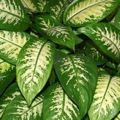 Dieffenbachia And Song Of India Combo -Lanscapes Store Diffenbachia song of india 2