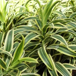 Dieffenbachia And Song Of India Combo -Lanscapes Store Diffenbachia song of india 3