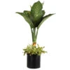 Dieffenbachia And Song Of India Combo 2 Dieffenbachia And Song Of India Combo -Lanscapes Store Diffenbachia song of india 600x600 7274c5a1 437b 4d7f a274 bd3d5f360208