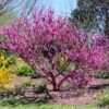 Don EGolf Redbud Tree 2 Don EGolf Redbud Tree -Lanscapes Store Don E Golf Redbud FGT 600x600 c49249c0 d50c 46f7 91fb 098afcd5a4c7