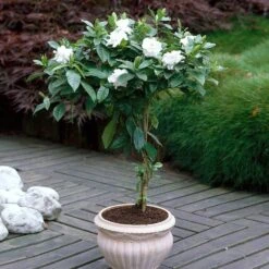Double Blooming Gardenia Tree -Lanscapes Store Double Blooming Gardenia 6 FGT