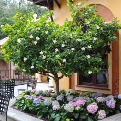 Double Blooming Gardenia Tree -Lanscapes Store Double Blooming Gardenia Tree 6