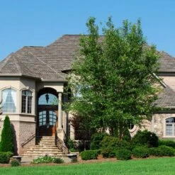 Dura Heat® River Birch -Lanscapes Store Dura Heat River Birch 1