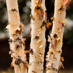 Dura Heat® River Birch -Lanscapes Store Dura Heat River Birch 4