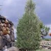 'Little Ollie' Dwarf Olive Tree -Lanscapes Store Dwarf Olive 800 Main Image FGT th