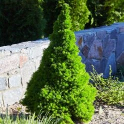 Dwarf Alberta Spruce -Lanscapes Store Dwarf ALberta ALberta Spruce 3 FGT