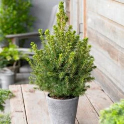 Dwarf Alberta Spruce -Lanscapes Store Dwarf ALberta ALberta Spruce 5 FGT
