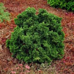 Dwarf Hinoki Cypress Shrub -Lanscapes Store Dwarf Hinoki Cypress 1