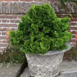 Dwarf Hinoki Cypress Shrub -Lanscapes Store Dwarf Hinoki Cypress 2