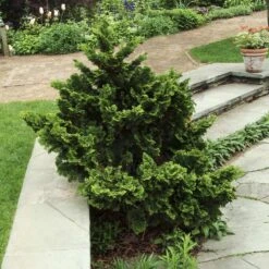 Dwarf Hinoki Cypress Shrub -Lanscapes Store Dwarf Hinoki Cypress 3
