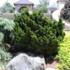 Dwarf Hinoki Cypress Shrub -Lanscapes Store Dwarf Hinoki Cypress 600x600 cac0050d 9e2c 4c5e 9007 df543b90c8f8