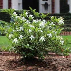 Lanscapes Store -Lanscapes Store Dwarf Radicans Gardenia 4