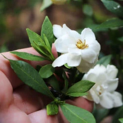Dwarf Radicans Gardenia -Lanscapes Store Dwarf Radicans Gardenia 6