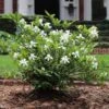 Dwarf Radicans Gardenia 2 Dwarf Radicans Gardenia -Lanscapes Store Dwarf Radicans Gardenia FGT 600x600 0183027c c1d4 4850 ac73 648c9724bd76