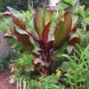 Dwarf Red Banana Tree -Lanscapes Store Dwarf Red Banana Plant 350 01