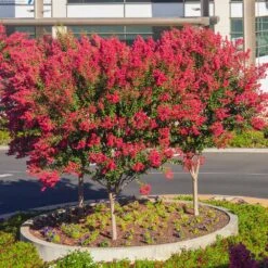 Dynamite Crape Myrtle -Lanscapes Store Dynamite Crape Myrtle single trunk