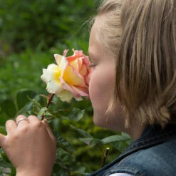 Euphoria® Rose Shrub -Lanscapes Store EUphoria Rose Tree 1